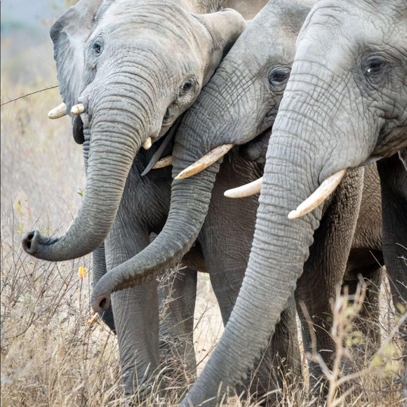 ♥️🐘A Portion Of my Sales Support Orphan Elephants - Picture 6 of 10